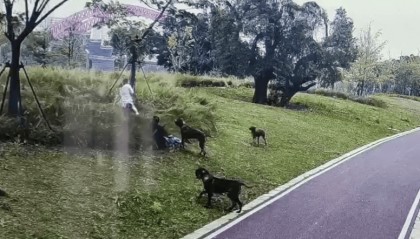 母女在公园遭大型犬撕咬,家属称正准备后续治疗!均多处受伤