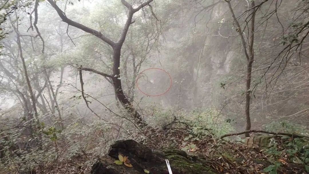 退休教授在河南掉下百米悬崖！失联前曾自拍，景区此前公告：严禁走野路进山