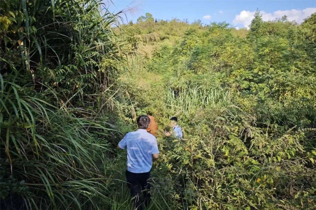 无人机精准锁定,“牛”到家啦!