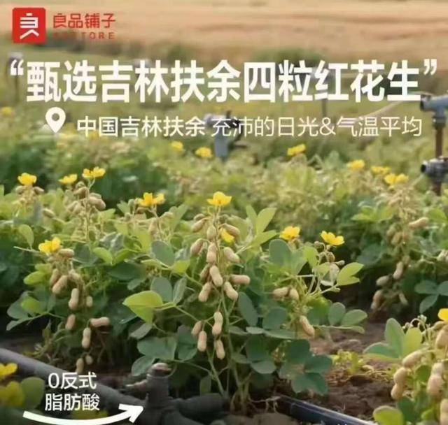 “花生上树”宣传图系AI生成?良品铺子致歉:已对相关页面修正