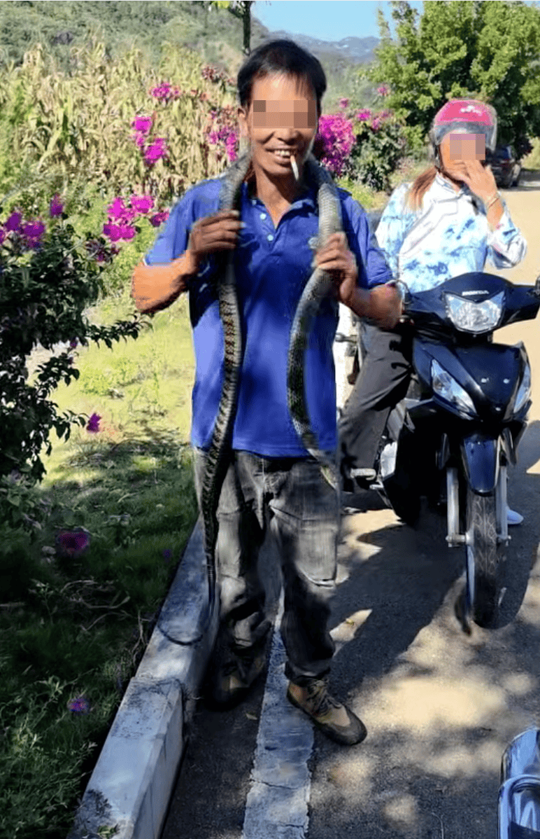 致命误判!男子将“乌梢蛇”挂脖玩耍被咬身亡,原来竟是眼镜王蛇!科普博主:二者外观有明显区别