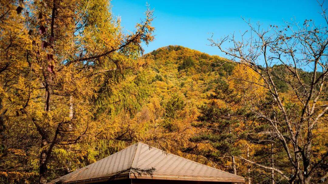 天花板发力了!快看巅峰的洛阳白云山秋景!