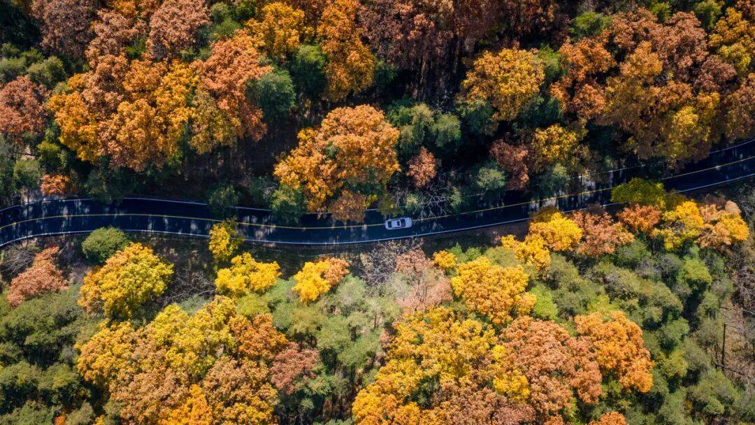 天花板发力了!快看巅峰的洛阳白云山秋景!