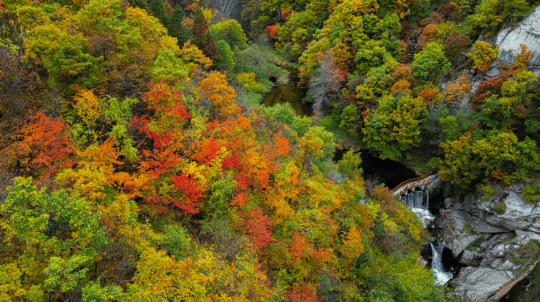 天花板发力了!快看巅峰的洛阳白云山秋景!