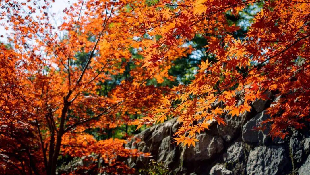 天花板发力了!快看巅峰的洛阳白云山秋景!