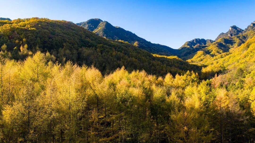 天花板发力了!快看巅峰的洛阳白云山秋景!