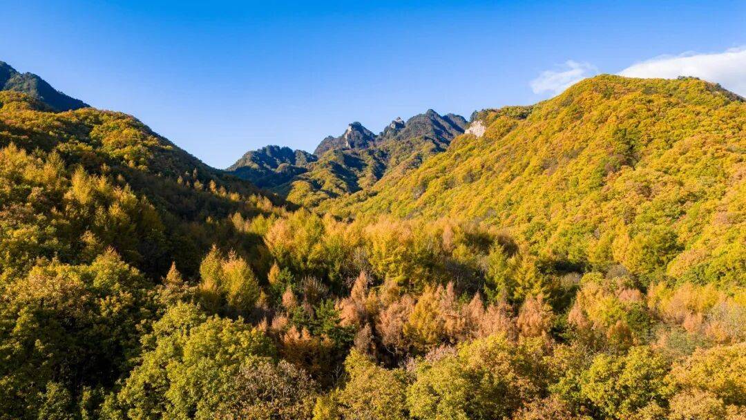 天花板发力了!快看巅峰的洛阳白云山秋景!