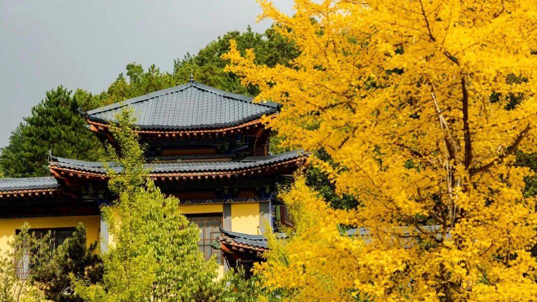 天花板发力了!快看巅峰的洛阳白云山秋景!