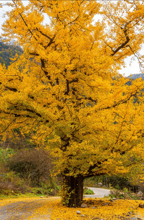 天花板发力了!快看巅峰的洛阳白云山秋景!