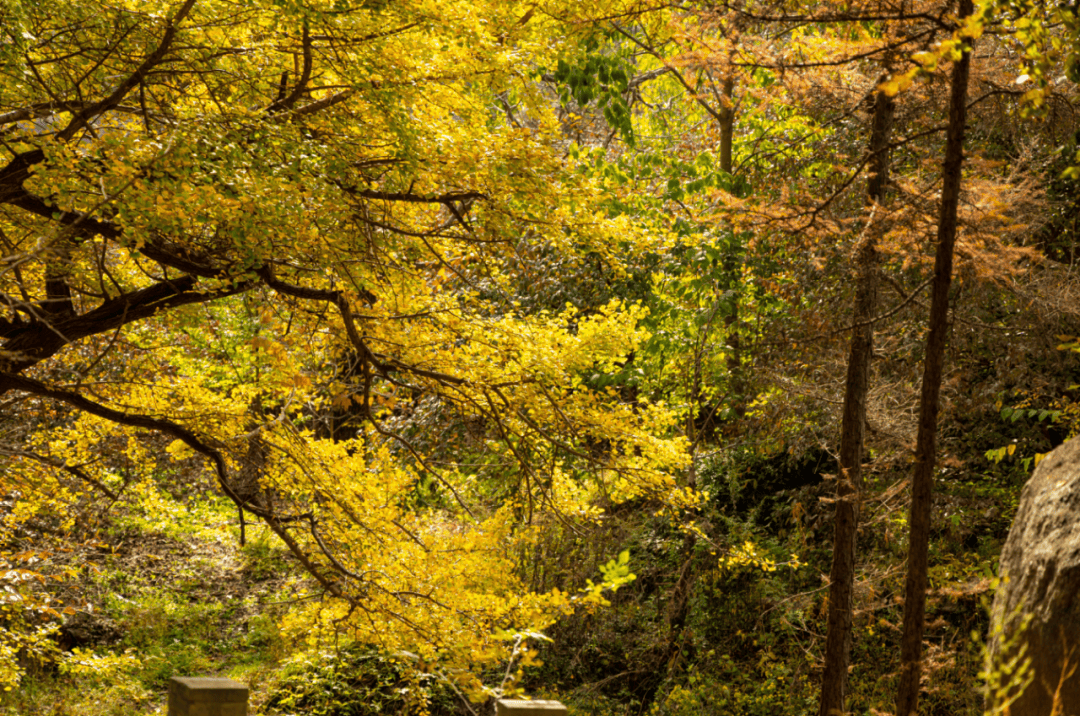 天花板发力了!快看巅峰的洛阳白云山秋景!