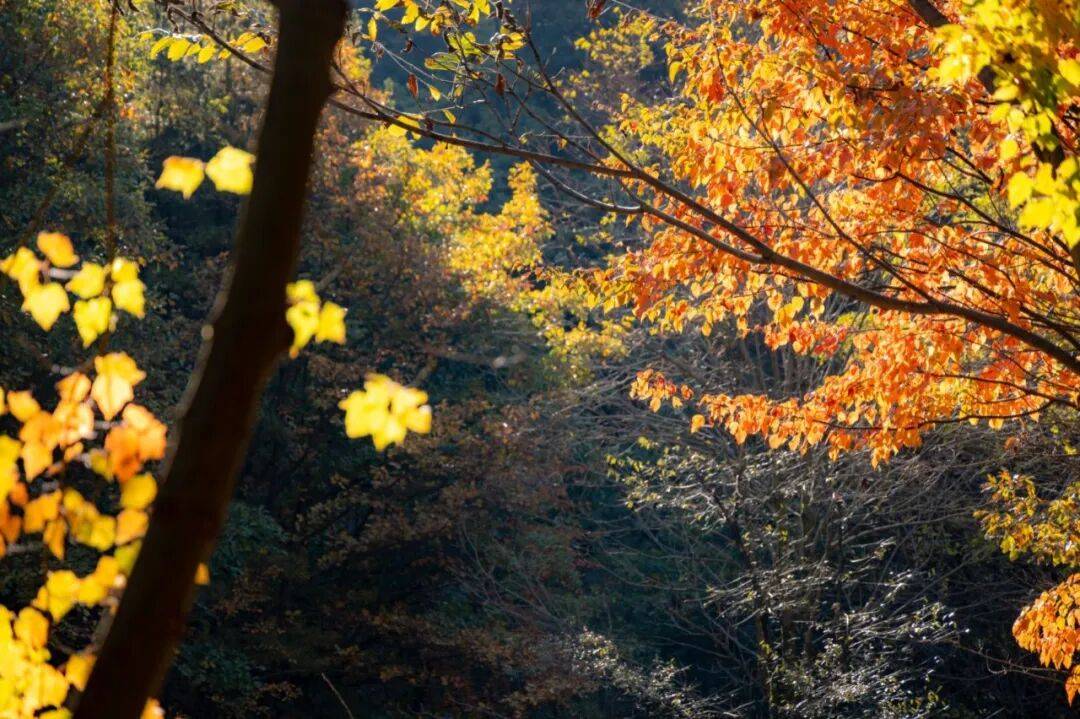 天花板发力了!快看巅峰的洛阳白云山秋景!