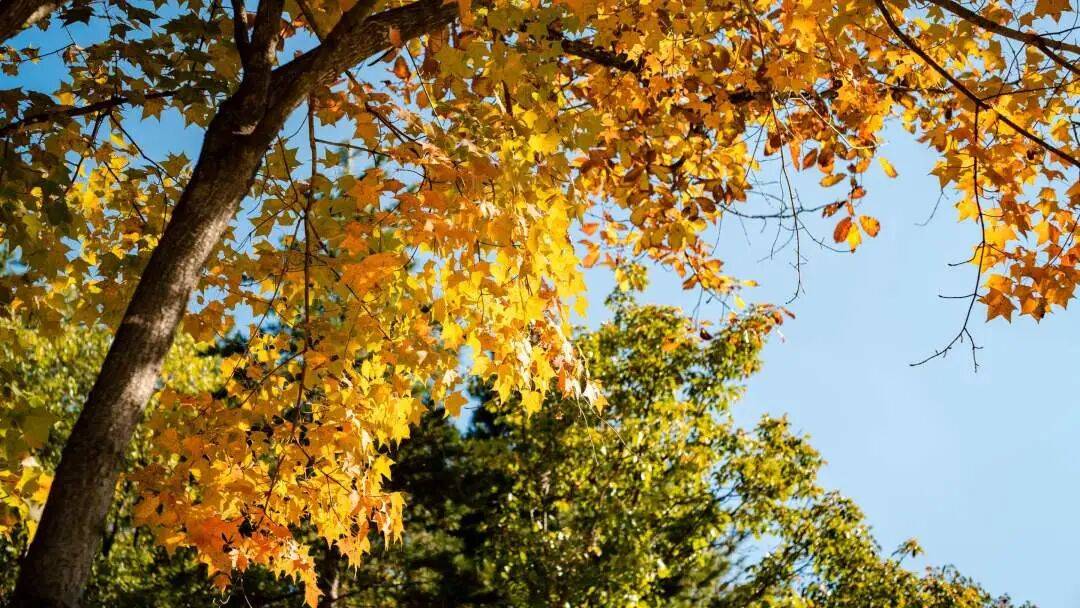 天花板发力了!快看巅峰的洛阳白云山秋景!