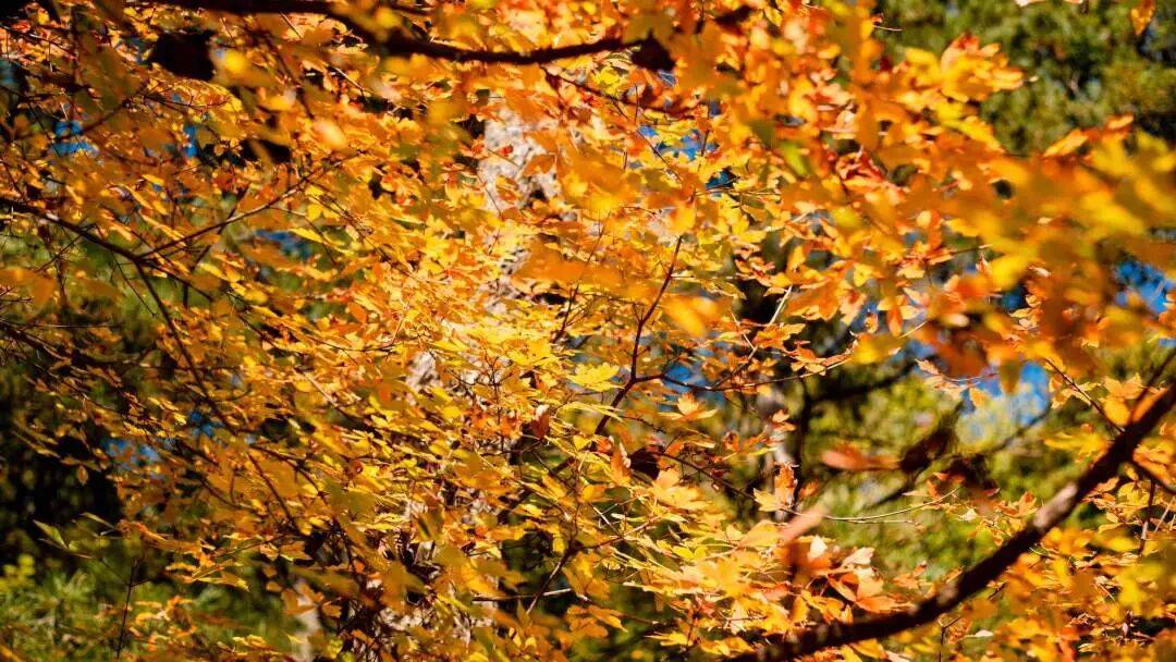 天花板发力了!快看巅峰的洛阳白云山秋景!